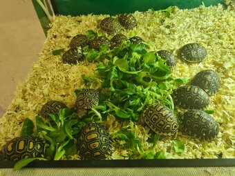 Želva pardálí - Stigmochelys pardalis - 5