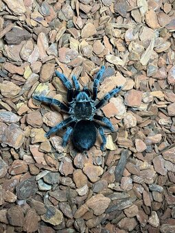 Sklípkani Brachypelma, Tliltocatl - 5