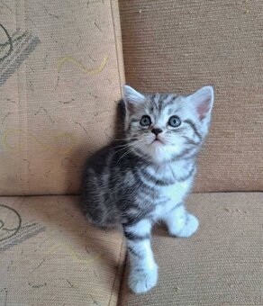 Britská koťata. Barva "Whiskas" - 5