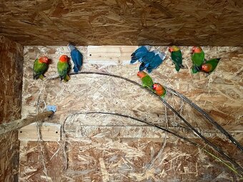 Agapornis fischeri - 5