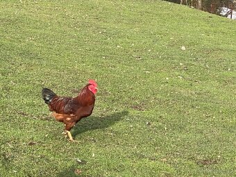 Kohout, kohouti Dvořákovy mix 10ks vysezeni slepicemi - 5