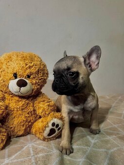 Francouzský buldoček - 5