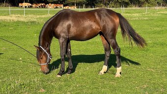 Kobylka ČT 1,5roku - 5