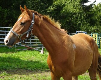 Prodám valacha Kůň Kinský, - 5