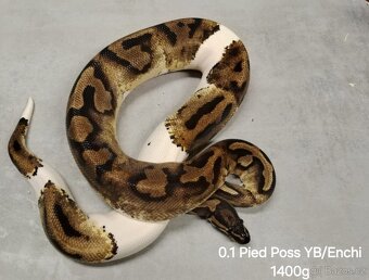 Krajta královská subadult a adult - 5