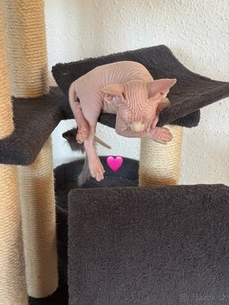 Koťata sphynx - 5