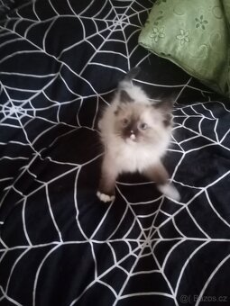 Koťata Ragdoll bez pp - 5