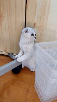 Skotské koťata bez PP - 5