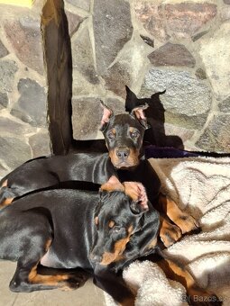 Doberman šteniatka s PP.. - 5