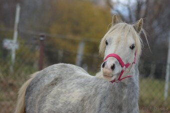 welsh mountain pony - 5