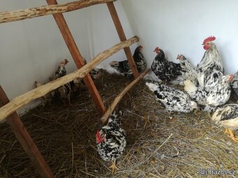 VLASKA EXCHEQUER letošní kohoutci - 5