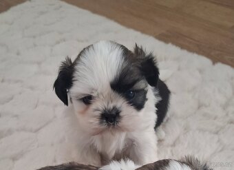 Shihtzu - 5