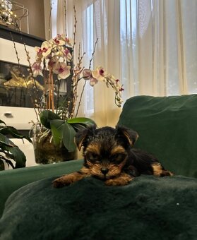 Jorkšírský teriér - 5