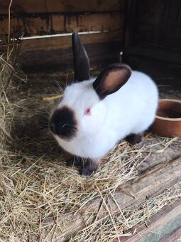 Kanadský králík - 5