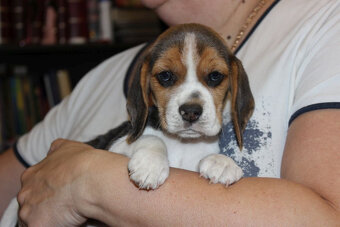 Beagle szczeniaczki po Championie Polski ZKwP (FCI) - 5