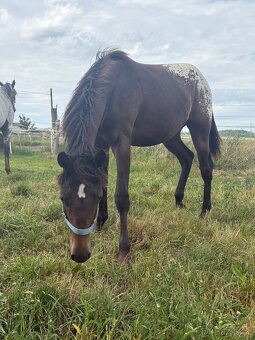 Kobylka Tara x appaloosa - 5