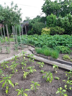 Pronájem zahrady v zahrádkářské kolonii - 5