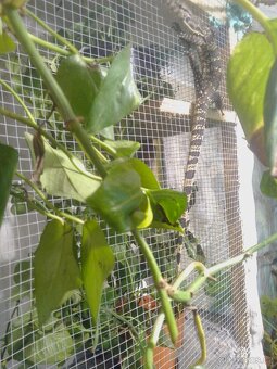 Varanus Salvator - 5