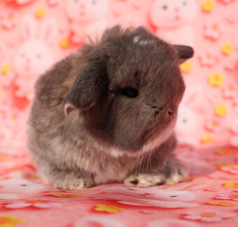 Minilop Beránci - 5