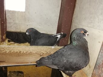 Prodám holuby Gigant - 5