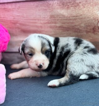 Miniaturní Americký ovčák s PP, blue merle pes - 5