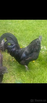 Ayam cemani - 5