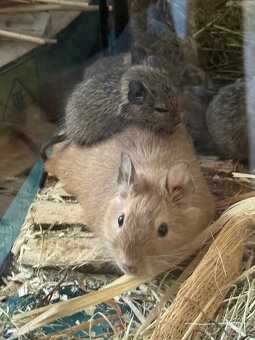 OSMÁK DEGU mláďata - 5