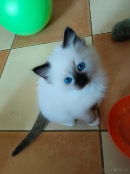 Koťata Ragdoll - 5