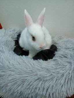 Zakrslý králíček I4 - 5