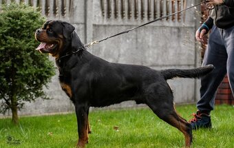 Rottweiler  / Rotvajler - 5