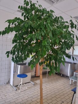 Fikus - 5