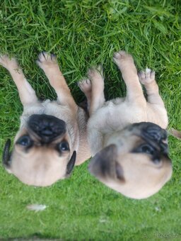 Mops - 5