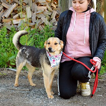 ŠEJLA K ADOPCI - 1 ROK, VDĚČNÁ, ODDANÁ,LASKAVÁ - 5