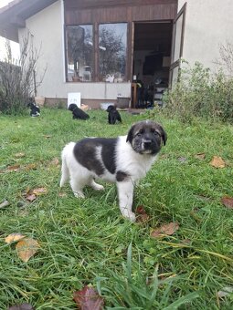 Šťěňata kříženců - 5