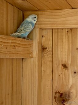 Prodám mladé andulky - 5