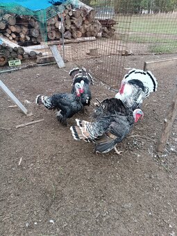 Krůta bronzová - 5