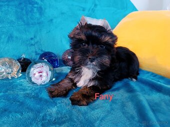 Jorkšírský teriér - 5