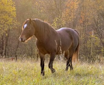 Připouštění Welsh Cob D - 5
