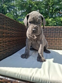 Nemecká doga s PP MODRÁ - 5