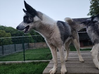 Štěně sibiřský husky - 5