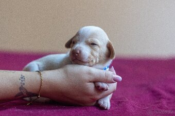 Saintgermánský ohař - štěňátka k zamluvení - 5