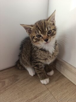 Koťátka k odběru - 5