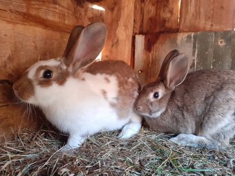 Samičky a samci Českého strakáče - 5