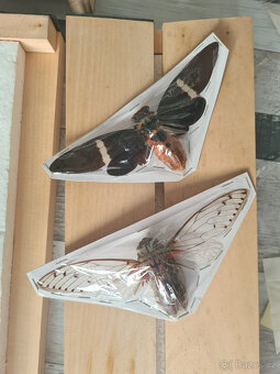 Entomologické vybavení pro začínající entomology - 5