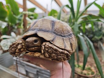 Samice želvy ostruhaté - sulcata - 5