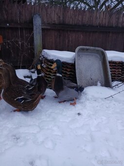 prodám kachna ruánská - 5