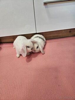 Zakrslý králík - 5