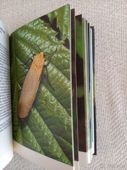 Kapesní atlas motýlů - 5