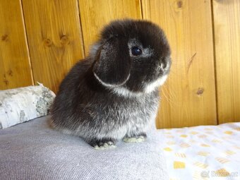 Minilop - sameček - 5