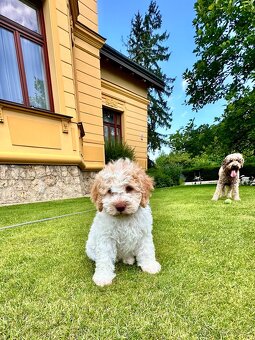 Lagotto Romagnolo s PP - Italský vodní pes - 5